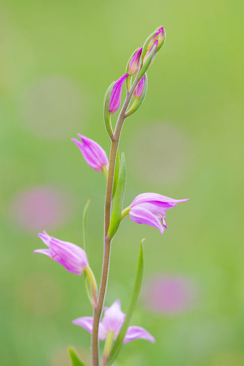 Rotes Waldvöglein, Orchidee