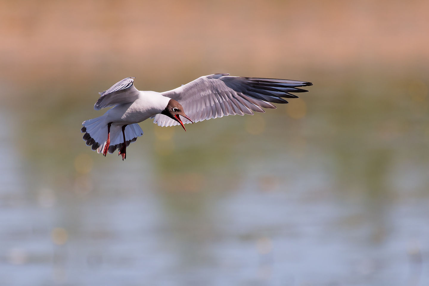 Lachmöwe am Federsee