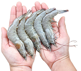 Manos Camarones.png