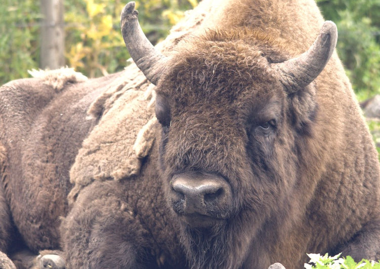 Bison at The Wildwood Trust ©Tom Cawdron (2).jpeg