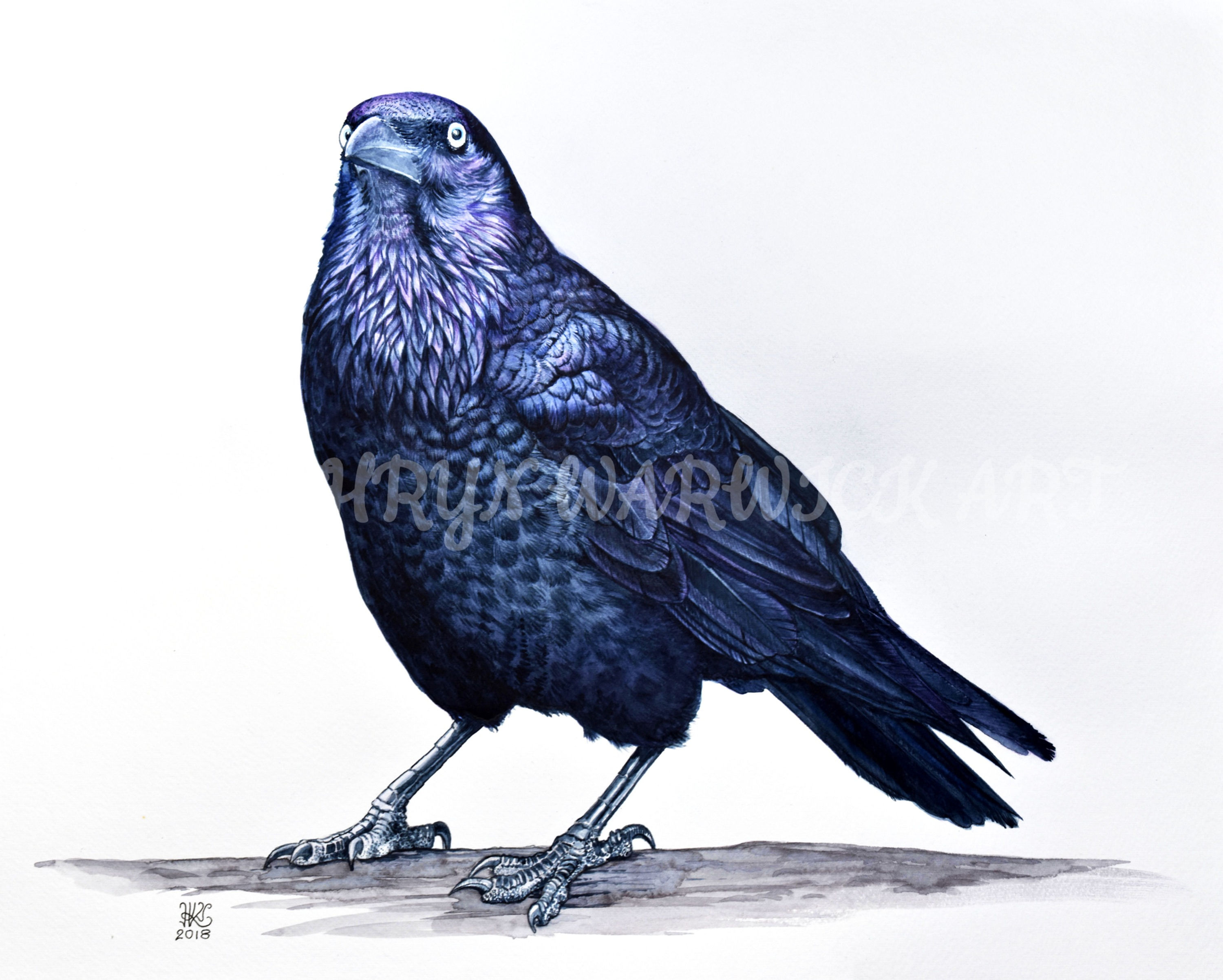 Australian Raven (Original)