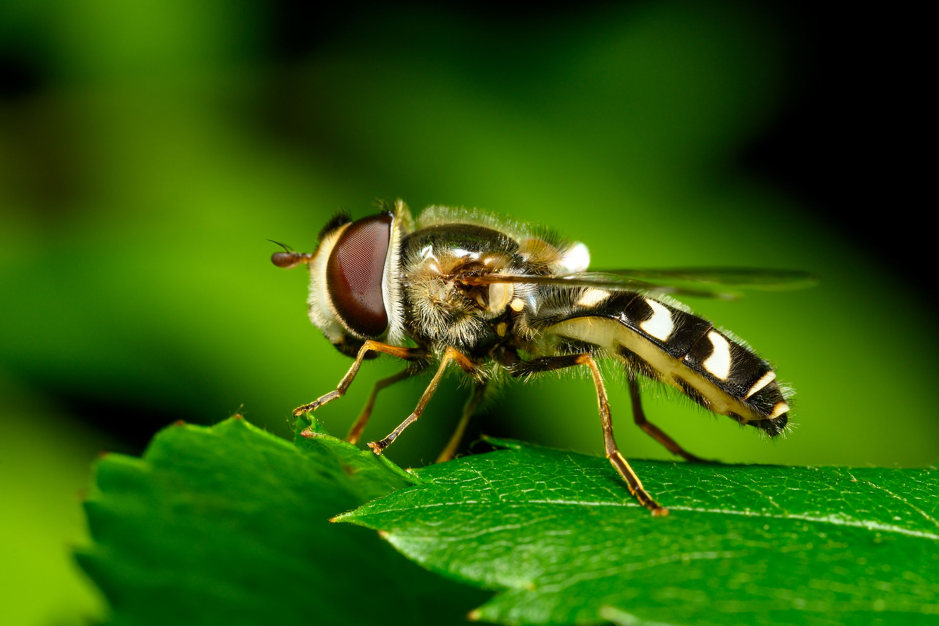 macro photo of a bee mimic fly on a leaf