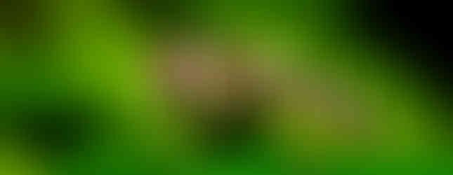 macro photo of a bee mimic fly on a leaf