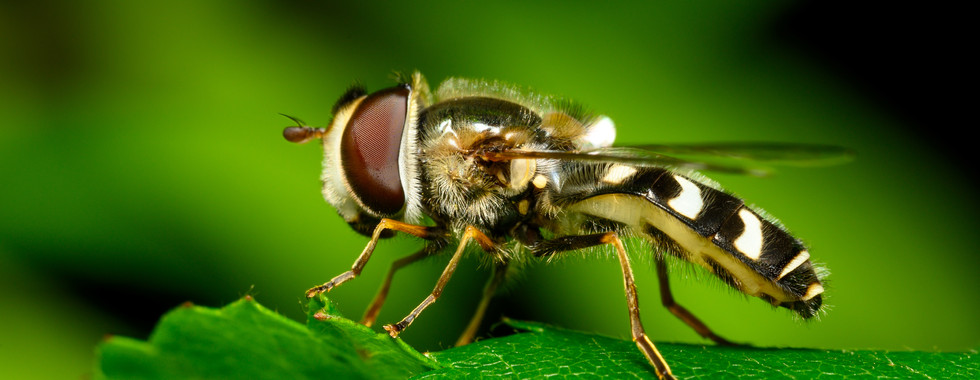 macro photo of a bee mimic fly on a leaf