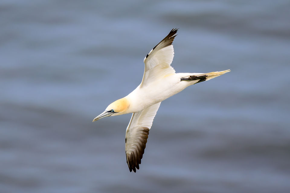 Northern Gannet angling sharply in mid-flight with wings tilted vertically over blurred ocean water.