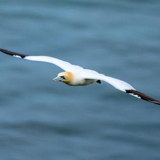 Gannet in flight, soaring