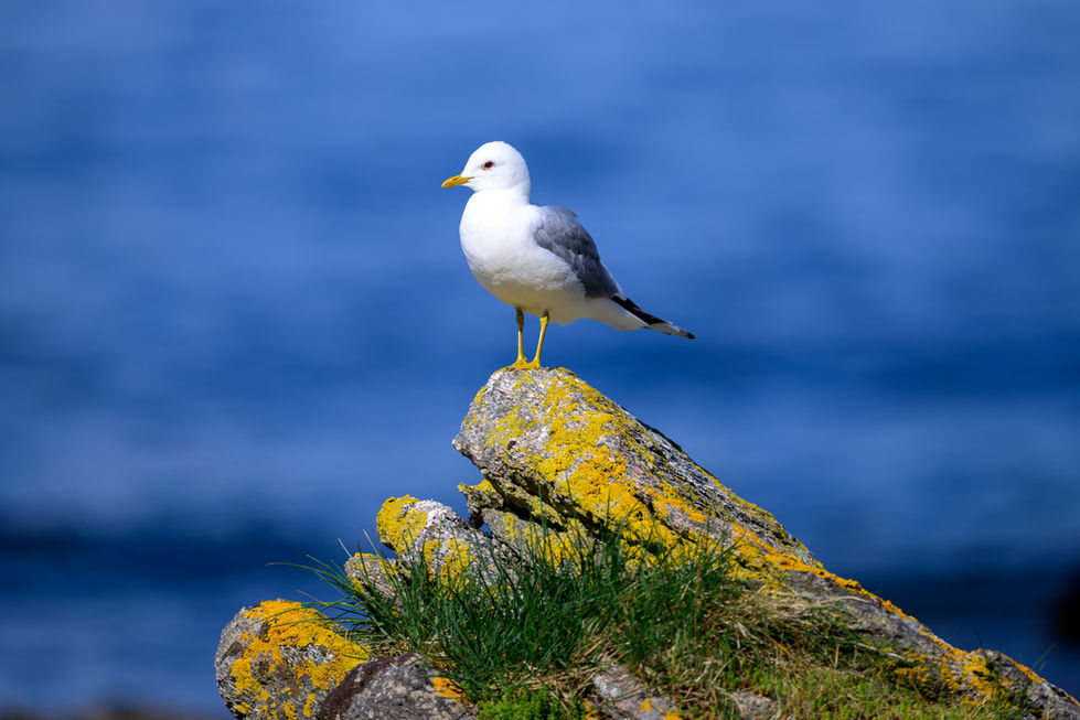 Common gull perched on a colorful rock in Runde