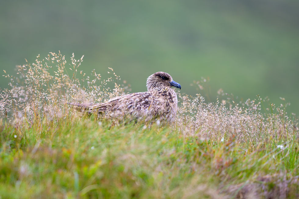 Great Skua nesting on the island of Runde