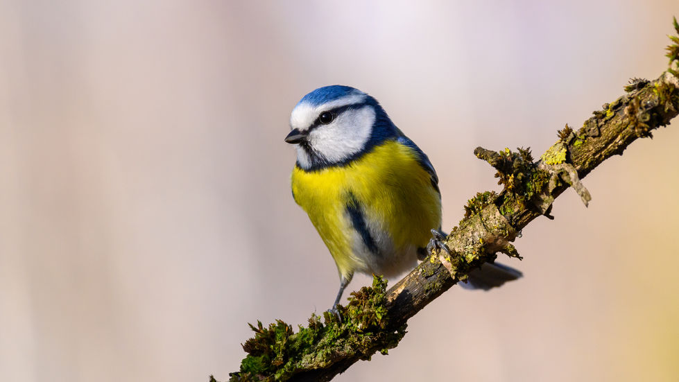blue tit on a branch with smooth background