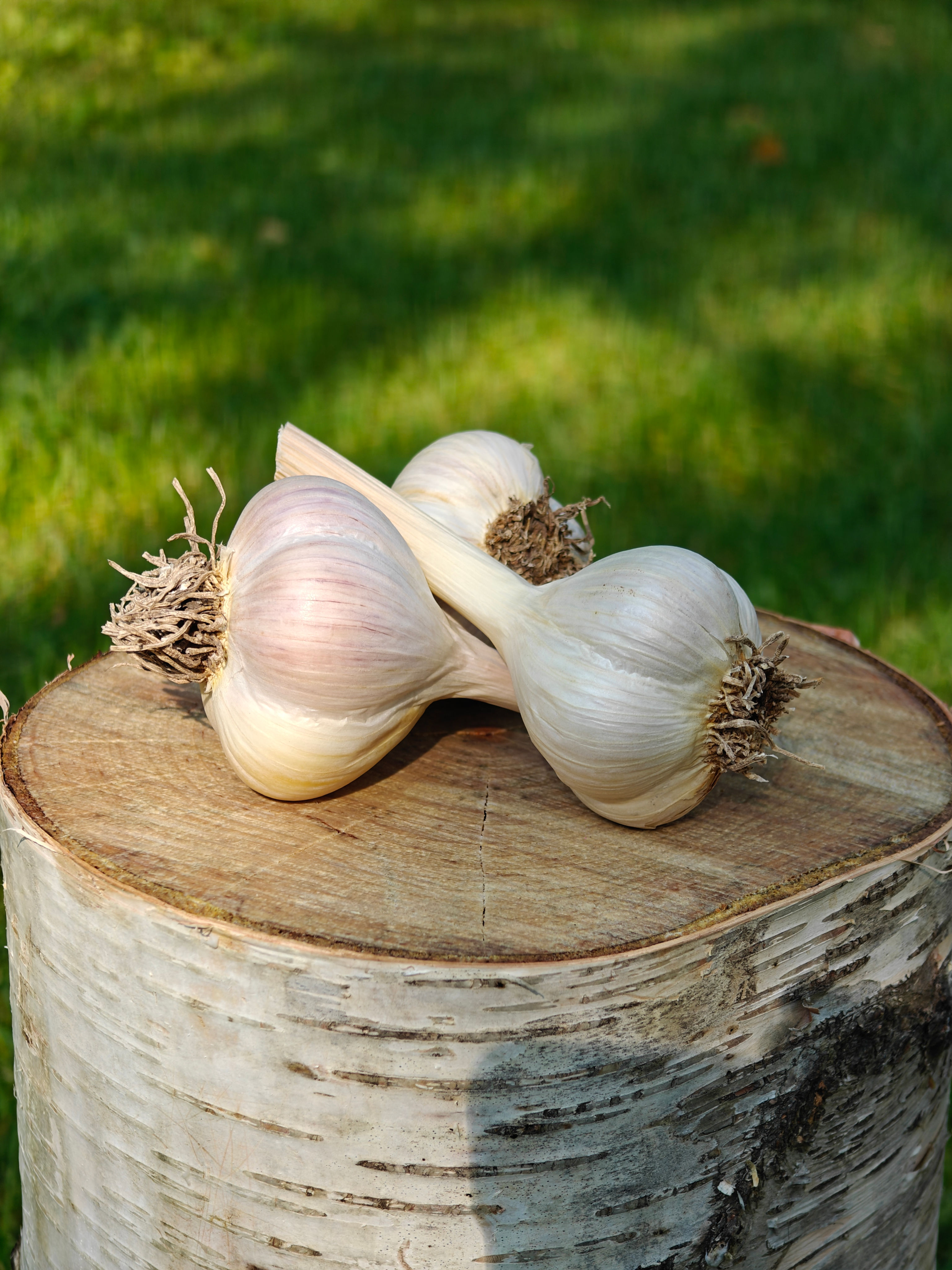 Music Hardneck Garlic Bulbs – 2"+ (Ideal for Planting)