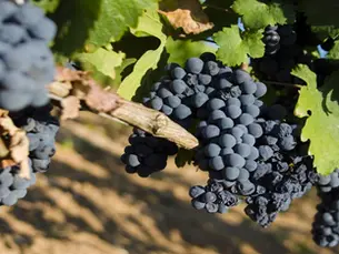 Vino e Territorio: Le Sfide e le Prospettive del Primitivo di Manduria