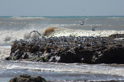 Mar del Plata