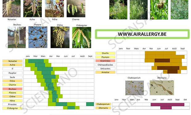 calendrier_pollinique.jpg