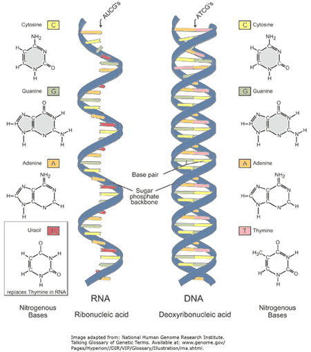 201108-RNA e DNA dos micro organismos.gi