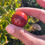 Miniature : petite sphère : jaspe rouge