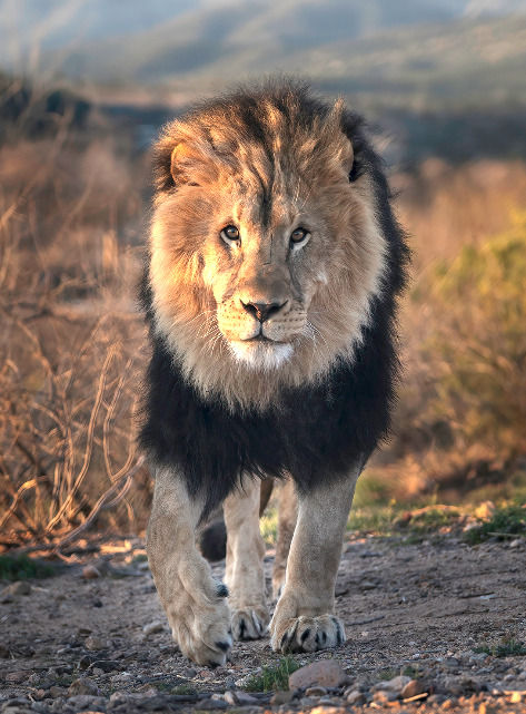 Male lion walking toward camera over a rugged terrain, with blurred mountains in the background.