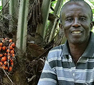 palm_Farmer-1 (2).jpeg