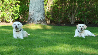 Harper & Scout