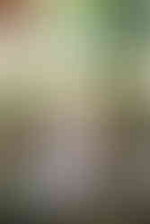 bride picking a leaf from a tree at the Dallas Arboretum and Botanical gardens in Dallas Texas