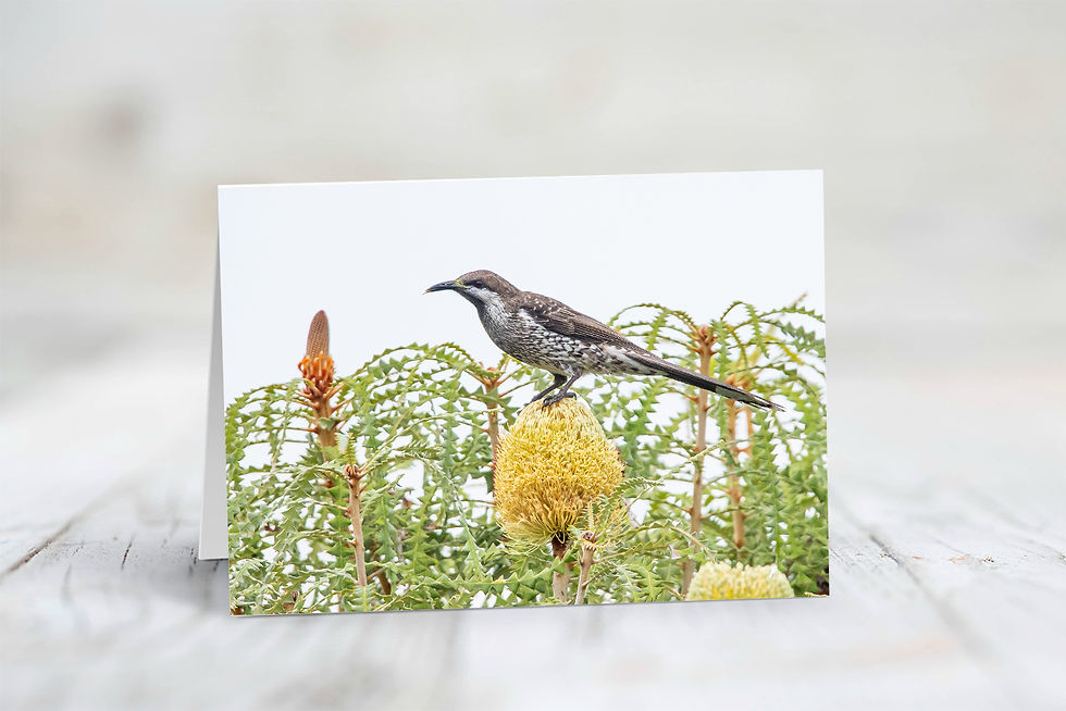 Thumbnail: Banksia Beauties
