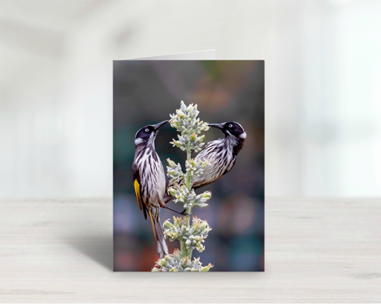 New Holland Honeyeaters