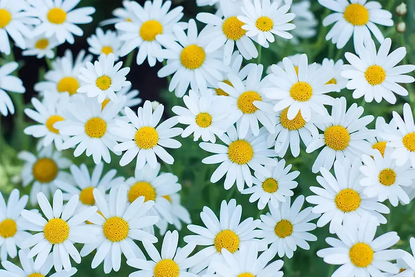 Daisies.webp