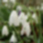Snowdrops.jpg