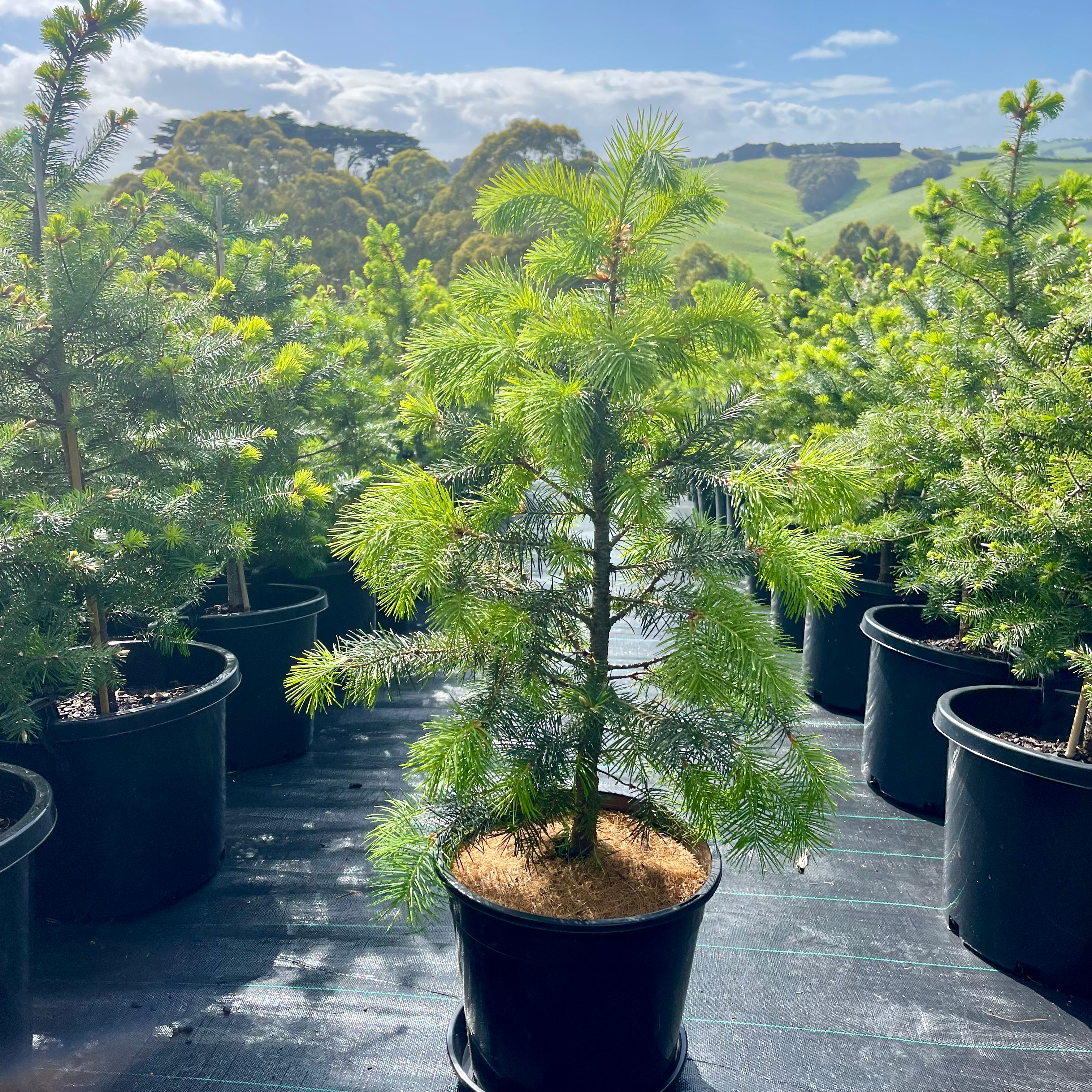Medium Real FirEver Christmas Tree