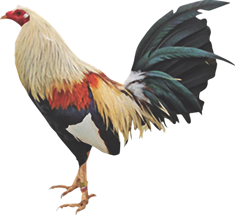 gallo.png