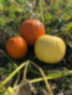 Pumpkin patch