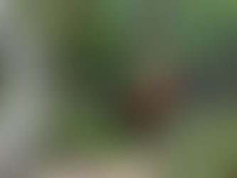 Hahnenkämpfe Malapascua Philippinen