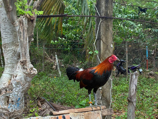 Hahnenkämpfe Malapascua Philippinen