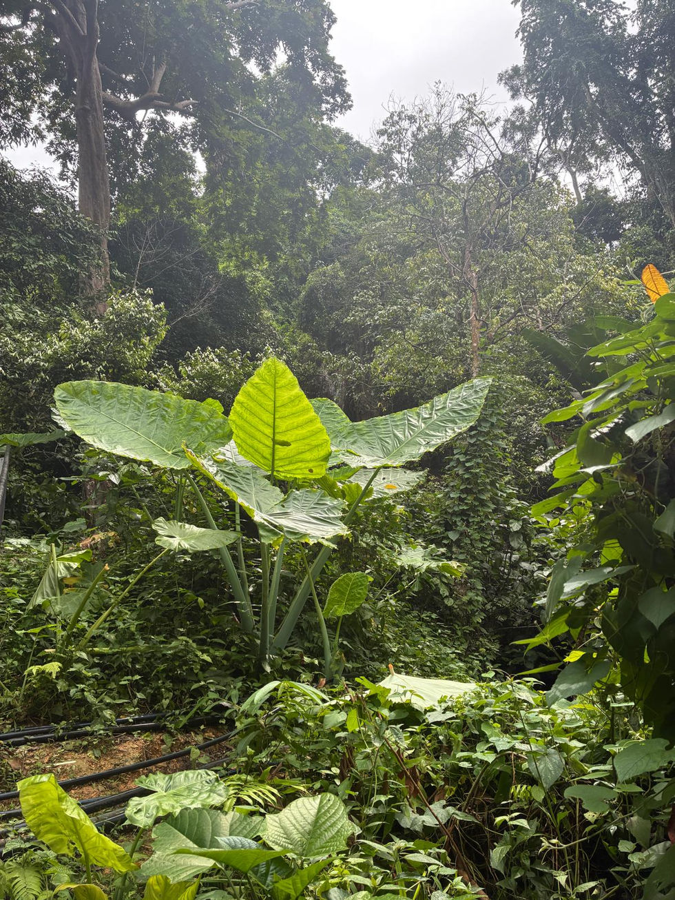 Kuang Si Wasserfälle Laos
