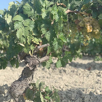 Vignes Valdespino Jerez de la Frontera Spain Espagne