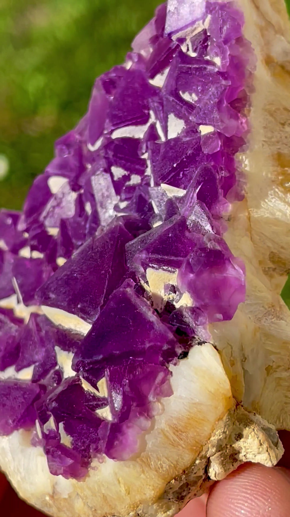 Thumbnail: Fluorite - Mina Navidad, Mexico