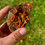 Thumbnail: Fluorite with dolomite - Wölsendorf, Oberpfalz, Germany