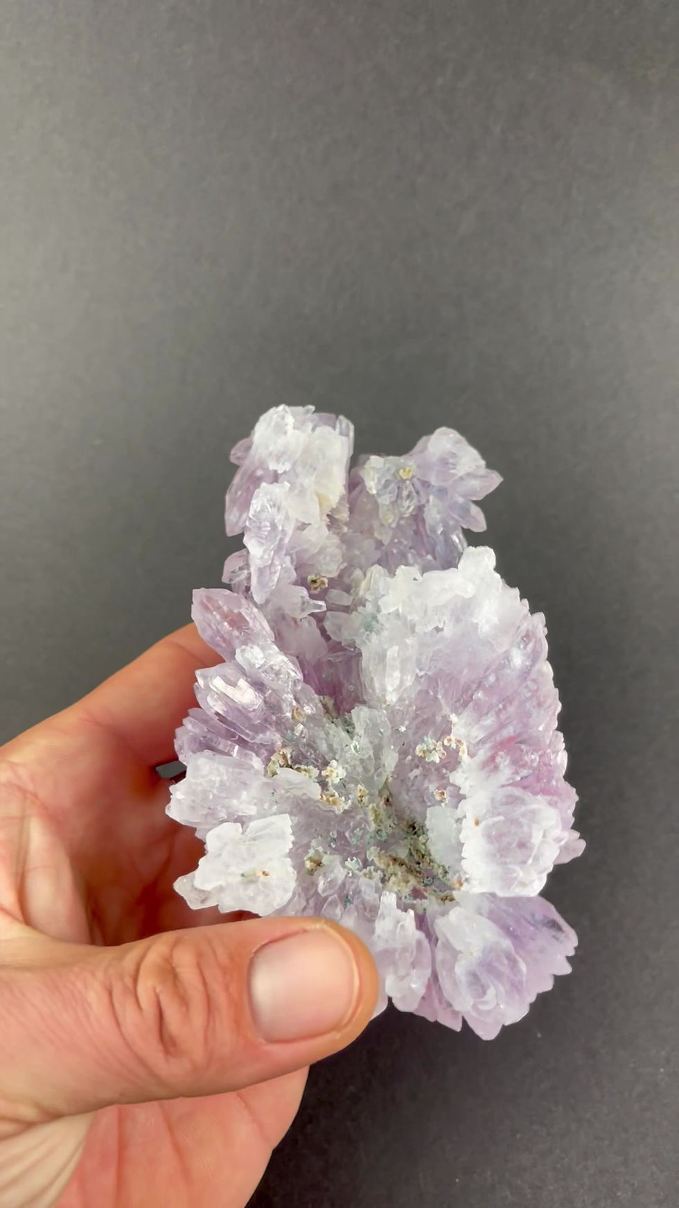 Thumbnail: Amethyst / Amethystflower – Irai, Rio Grande do Sul, Brazil