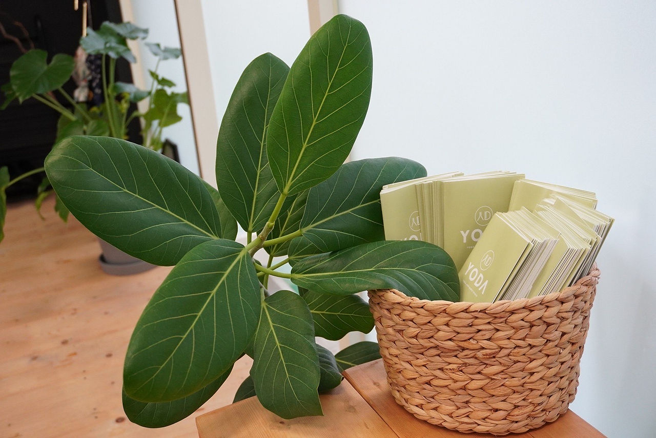 Gum tree plant in YODA Studio