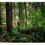 Thumbnail: OLYMPIC FOREST