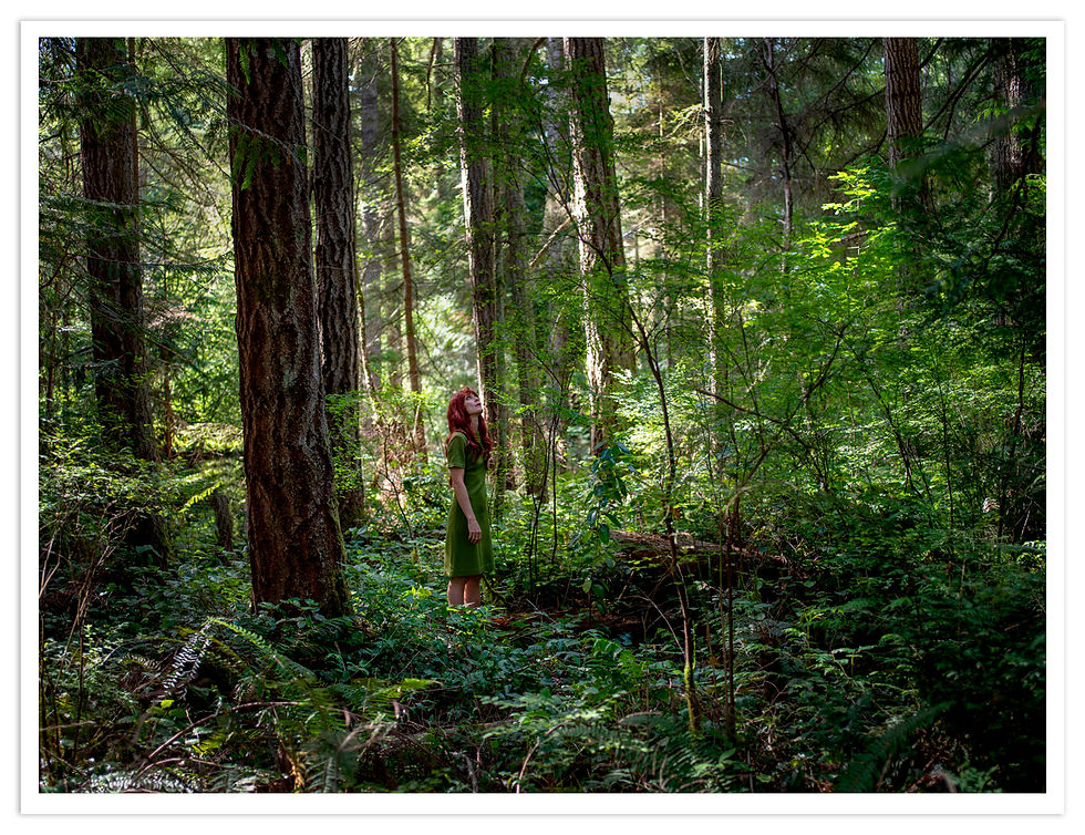 Thumbnail: OLYMPIC FOREST
