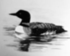 Loon drawing.jpeg