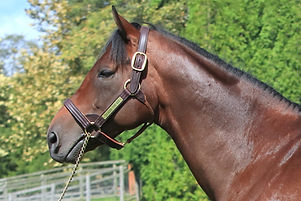 ダノンザキッド (お顔).JPG