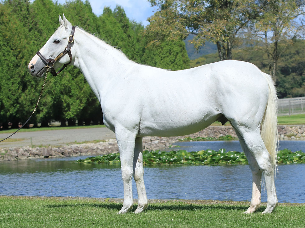 ゴールドシップ