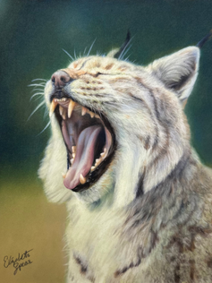 soft pastel portrait of a wildcat bobcat yawning roaring