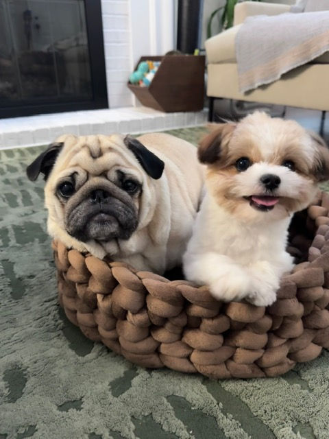 Pet Bed