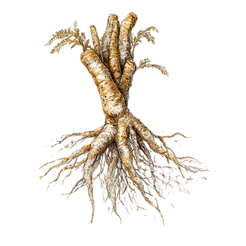 mynameissaif_A_luxury_Sketch_of_nagarmotha_roots_colored__whi_2c7a8a7d-59fc-4e6e-b976-6780