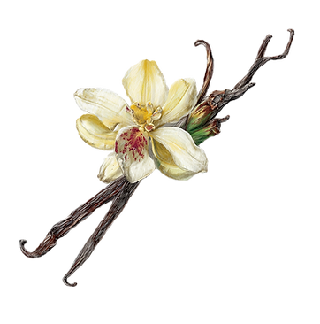 mynameissaif_A_luxury_Sketch_of_a_Madagascan_vanilla_white_ba_ac80a0d9-b162-4bad-92ae-6586