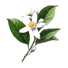 mynameissaif_A_luxury_Sketch_of_a_Neroli_flower_white_backgro_f3cc66eb-0914-4e83-8045-7813
