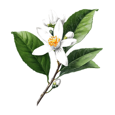 mynameissaif_A_luxury_Sketch_of_a_Neroli_flower_white_backgro_f3cc66eb-0914-4e83-8045-7813