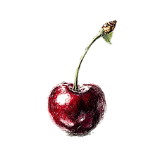 mynameissaif_A_luxury_Sketch_of_a_cherry_white_background_--v_76471c0c-a1e9-420e-9c27-61d9